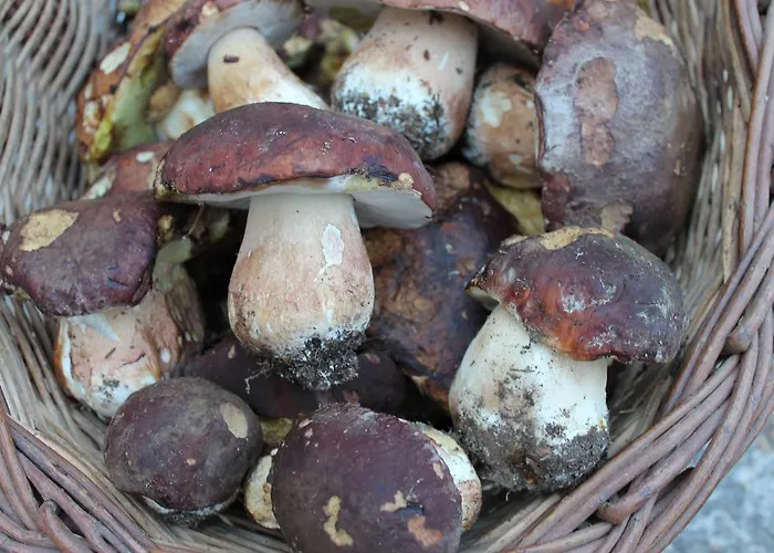 Casa Sastre * Forcat